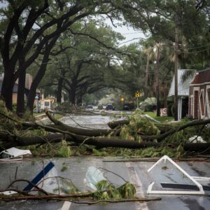 fallen trees in road